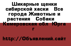 Шикарные щенки сибирской хаски - Все города Животные и растения » Собаки   . Кемеровская обл.,Юрга г.